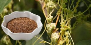 Cuscuta Seed
