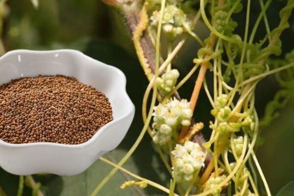 Cuscuta Seed