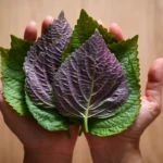 Perilla Leaf