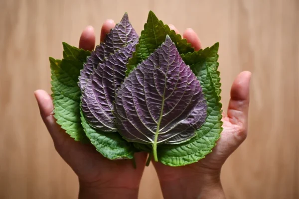 Perilla Leaf