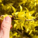 Forsythia Fruit