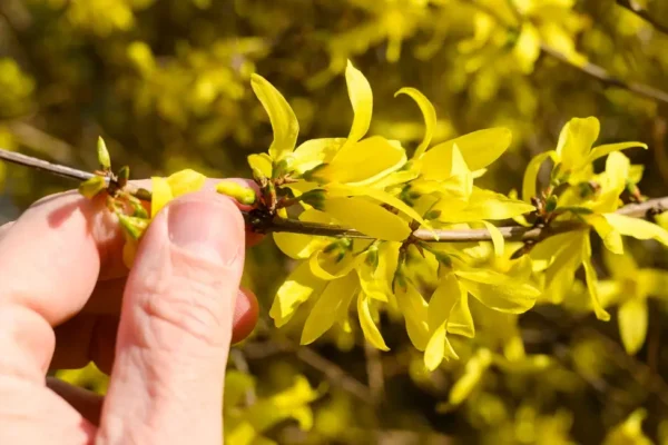 Forsythia Fruit