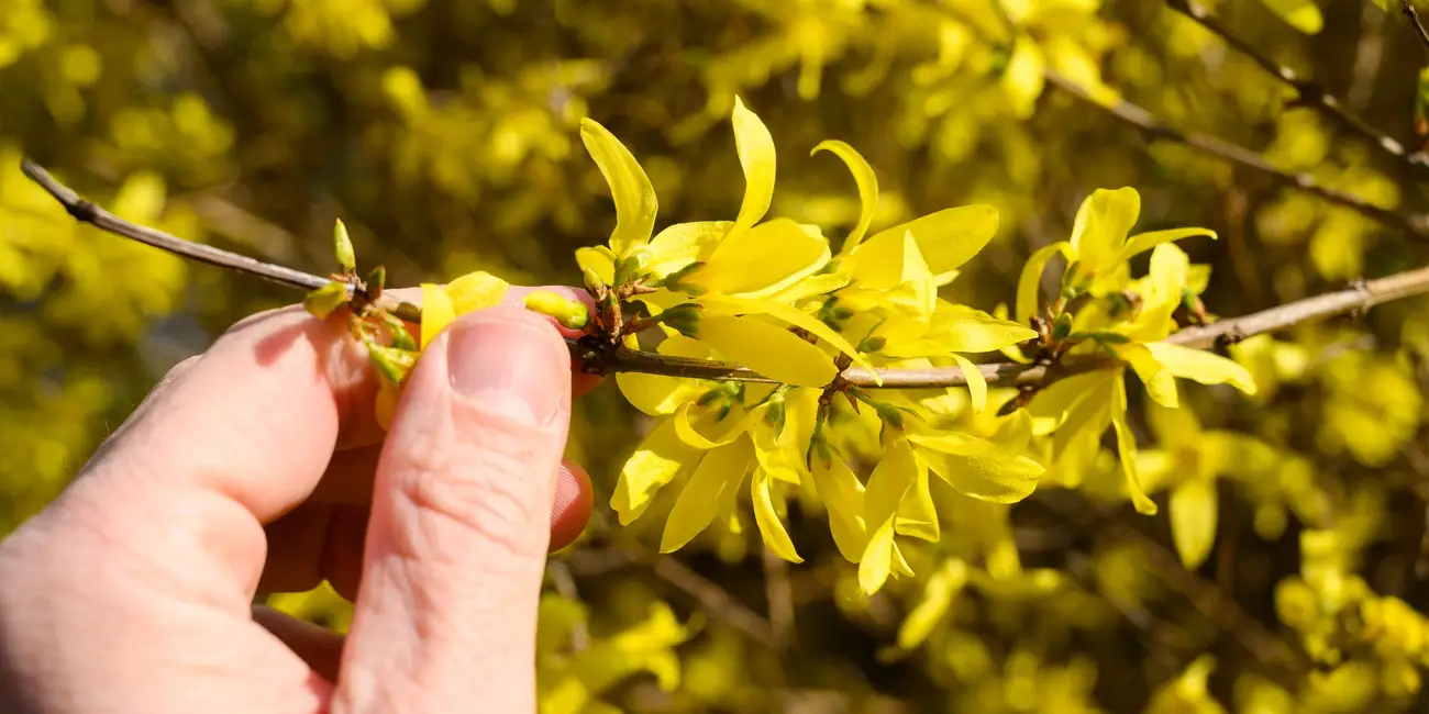 Forsythia Fruit