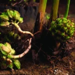Amomum Fruit