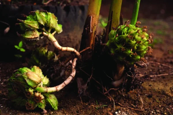 Amomum Fruit