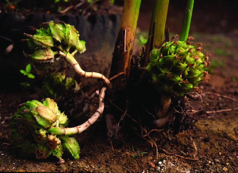 Amomum Fruit