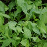 Isatis Leaf