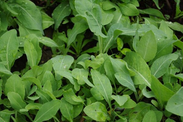 Isatis Leaf