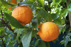 Immature Bitter Orange