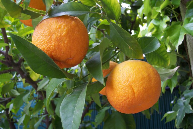 Immature Bitter Orange: Buah Jeruk Pahit Muda yang Kaya Potensi dalam Dunia Herbal