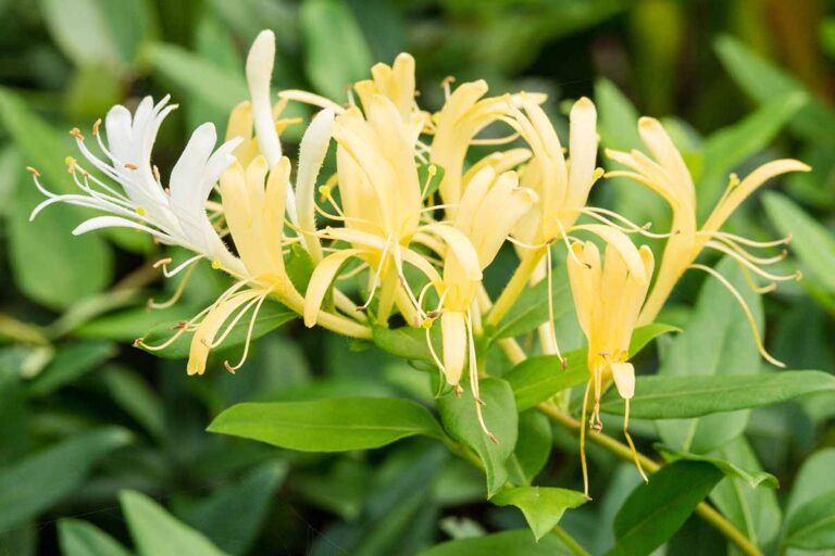 Honeysuckle Flower Bunga Herbal yang Harum dan Kaya Manfaat