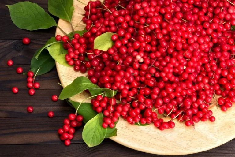 Schisandra Berry dan Manfaat Buah Herbal yang Semakin Diminati