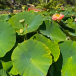 Lotus Leaf