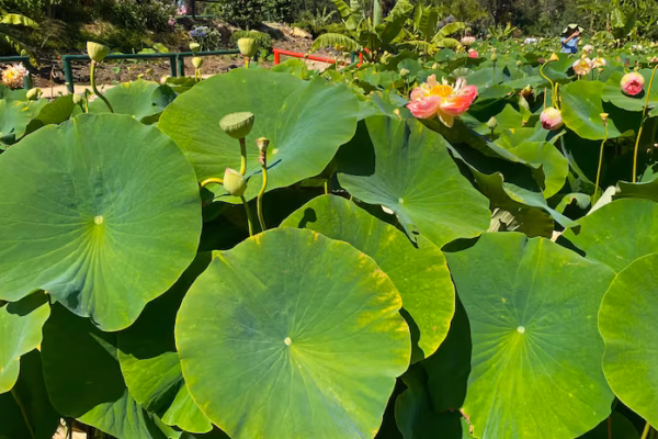 Lotus Leaf