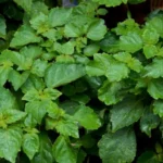 Patchouli