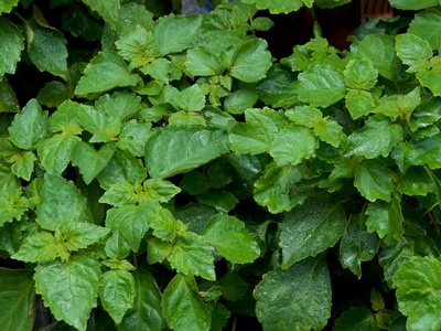 Patchouli