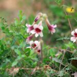 Rehmannia Root