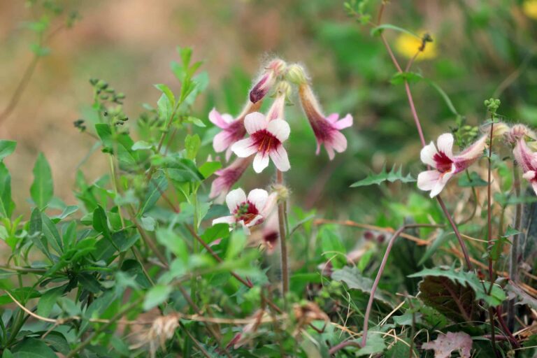 Rehmannia Root