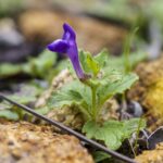 Scutellaria Root