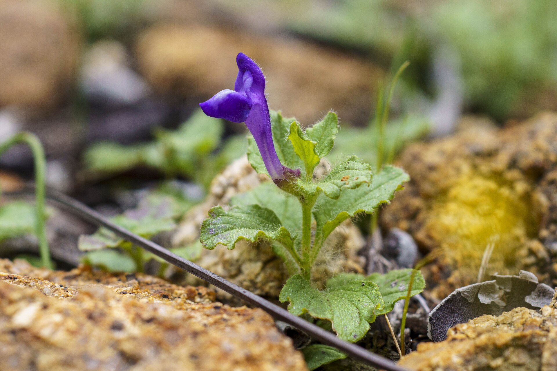 Scutellaria Root