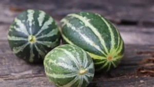 Trichosanthes Fruit
