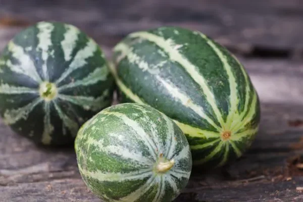 Trichosanthes Fruit