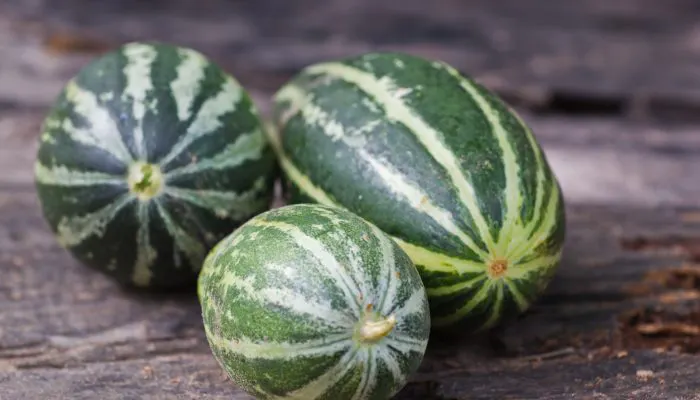 Trichosanthes Fruit