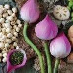 Lotus Seed