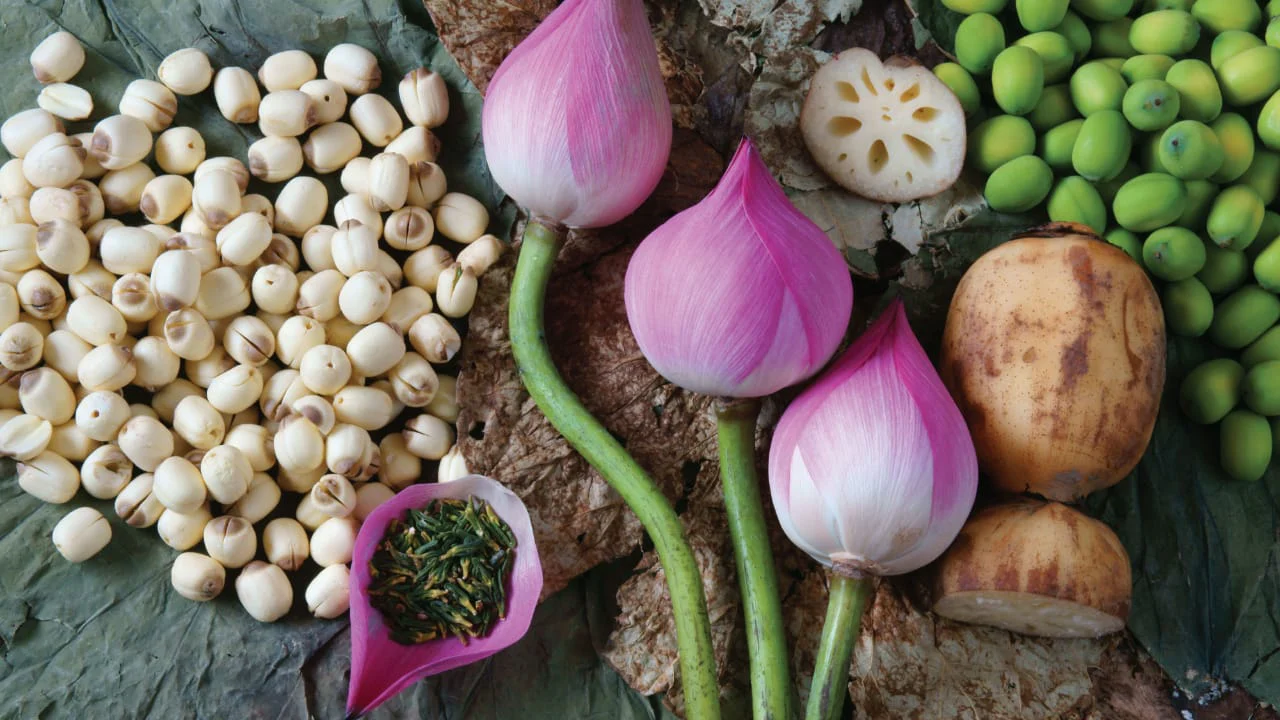 Lotus Seed