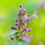 Agastache