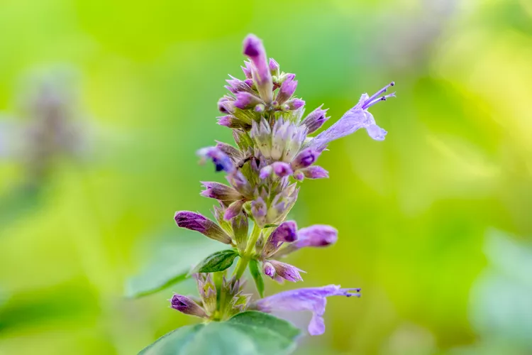 Agastache