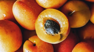 Apricot Seed