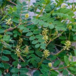 Astragalus