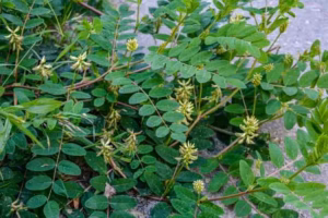 Astragalus