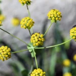 Bupleurum Root
