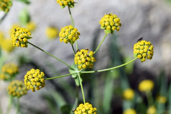 Bupleurum Root