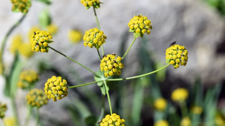 Bupleurum Root