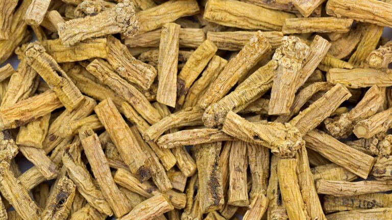 Codonopsis Root dan Manfaat Herbal Tradisional untuk Menunjang Kesehatan