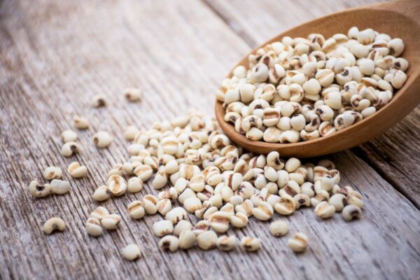 Coix Seed