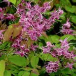 Epimedium
