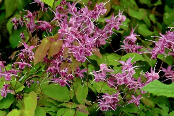 Epimedium
