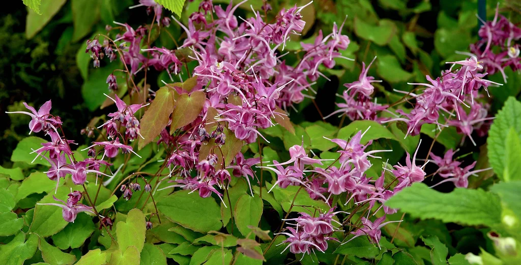 Epimedium
