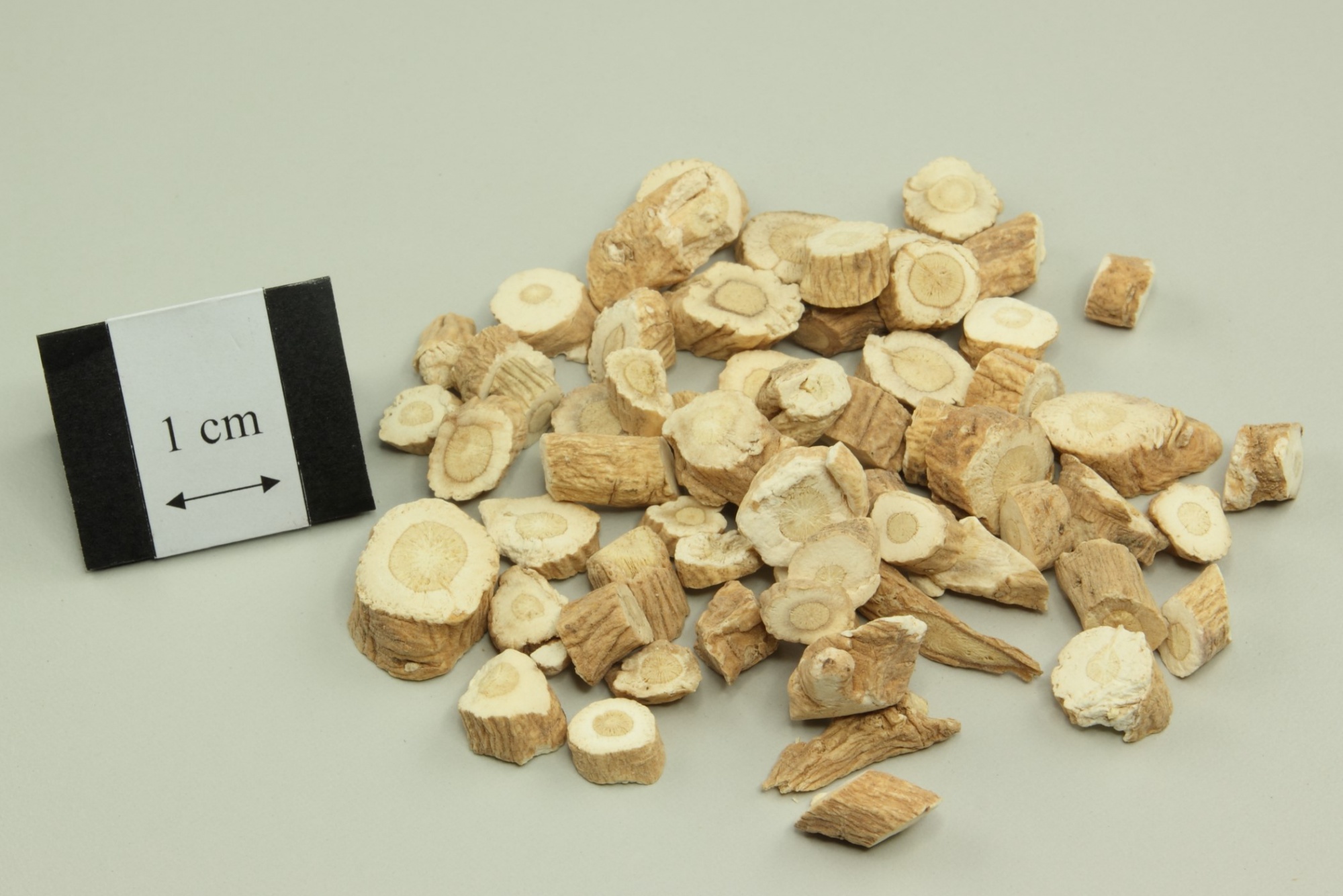 Isatis Root