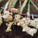 Arisaema Rhizome