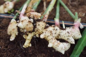 Arisaema Rhizome