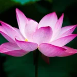Nelumbo Plumule