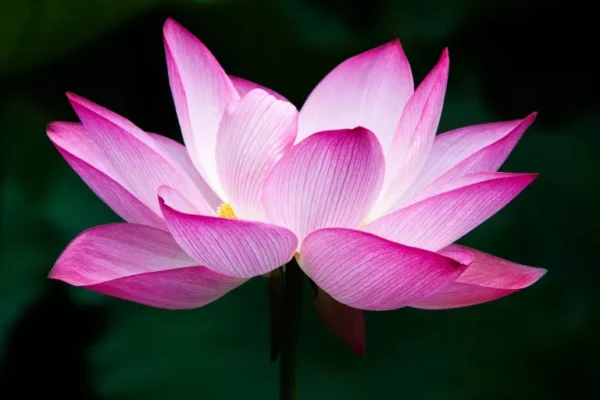 Nelumbo Plumule