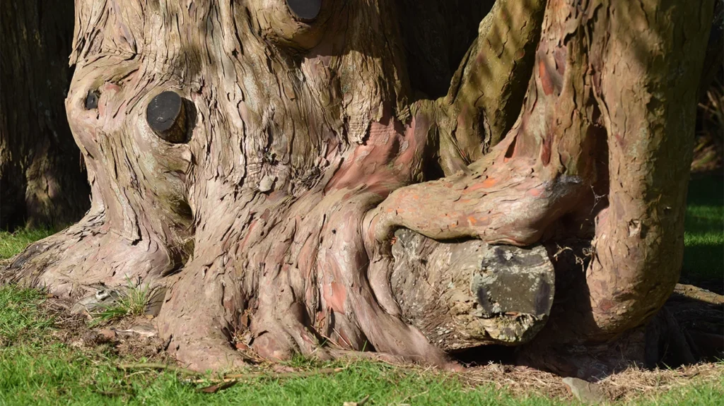 Magnolia Bark