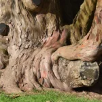 Magnolia Bark