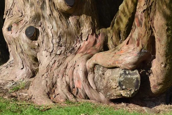 Magnolia Bark